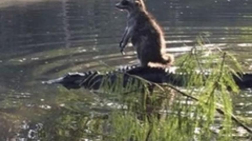 Timsahın sırtına binen rakun