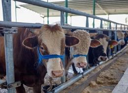 Bayrama sayılı günler kala bakanlık duyurdu! Kurban kesecekler dikkat: 464 bin 585 liraya kadar cezası var! 