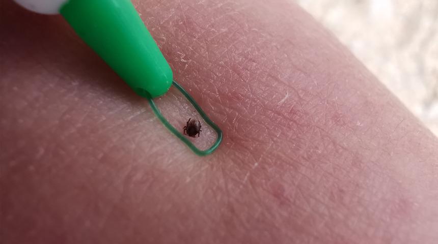 Bayramın yaklaşması akıllara o tehlikeyi getirdi! Sıcaklarla sayısı arttı... İşte İstanbul'da son durum