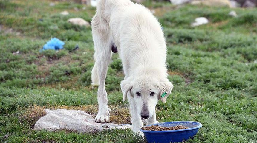 Ankette 'Uyutulmalı' cevabının oranı... 2 bin kişiye soruldu, sonuçlar paylaşıldı! "Sokak hayvanlarıyla ilgili ne yapılmalı?"