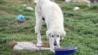 Ankette 'Uyutulmalı' cevabının oranı... 2 bin kişiye soruldu, sonuçlar paylaşıldı! Sokak hayvanlarıyla ilgili ne yapılmalı?