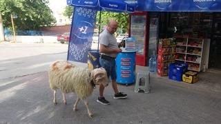 'İnsan arkadaşını kesip de mangala koyabilir mi?' Bayramın en şanslı koçu Gittiği her yere götürüyor, aynı çayı içiyorlar
