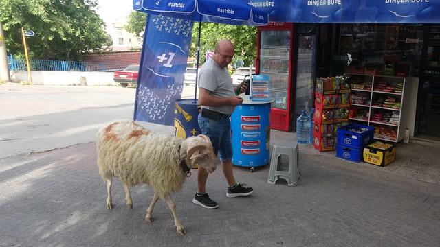'İnsan arkadaşını kesip de mangala koyabilir mi?' Bayramın en şanslı koçu Gittiği her yere götürüyor, aynı çayı içiyorlar