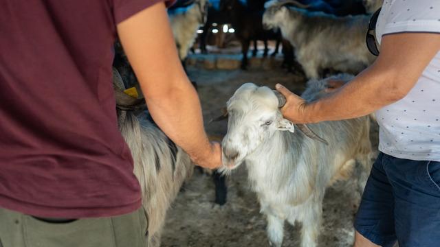 Kurban Bayramı 2024 ne zaman? 2024 Kurban Bayramı kaç gün?