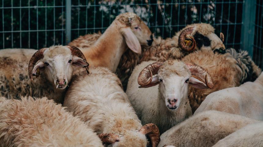 Kurban Bayramı mesajları: En güzel, kurumsal, dini, değişik, resimli Kurban Bayramı mesajları