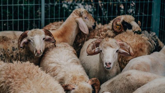Kurban Bayramı mesajları: En güzel, kurumsal, dini, değişik, resimli Kurban Bayramı mesajları