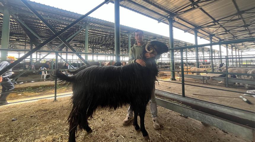 'Ayağa kalkınca boyu 3 metre' Görenler dana diyor ama o bir keçi! Kurban pazarındaki herkesi şaşkına çevirdi
