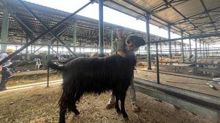 'Ayağa kalkınca boyu 3 metre' Görenler dana diyor ama o bir keçi! Kurban pazarındaki herkesi şaşkına çevirdi