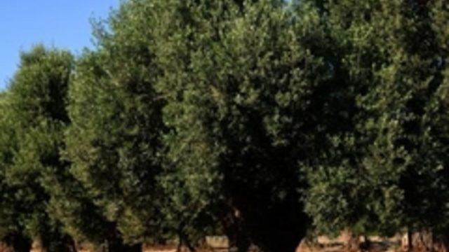 İtalya, AB'ye karşı çıktı, zeytin ağaçlarını kestirmedi