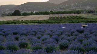 Aşırı sıcaklar onları da etkiledi! Ziyaretçi akını başladı