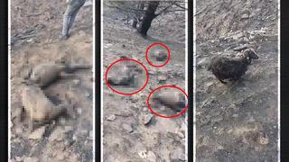 Denizli’nin 7 ilçesinde orman yangını felaketi! Yürek sızlatan görüntüler var…