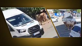 Yılın ilk 'kaçan boğa' haberi geldi! İstanbul sokaklarında korkutan dakikalar