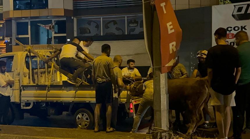 Ataşehir’de kaçan kurbanlık boğa ortalığı birbirine kattı! Sahibinin kolu kırıldı, kurbanlık ise...
