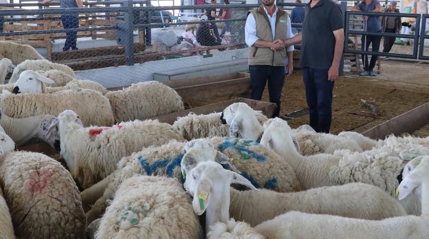 Arife g&uuml;n&uuml; kurban pazarları, sessiz sakin kaldı! &Uuml;retici mutsuz: Kurbanlıkların sadece 5'te 1'i satıldı