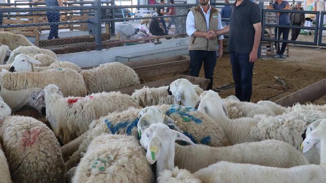 Arife günü kurban pazarları, sessiz sakin kaldı! Üretici mutsuz: Kurbanlıkların sadece 5'te 1'i satıldı