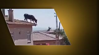 Kurban Bayramı'nda yine aynı manzara! Biri çatıya çıktı, biri denize kaçtı