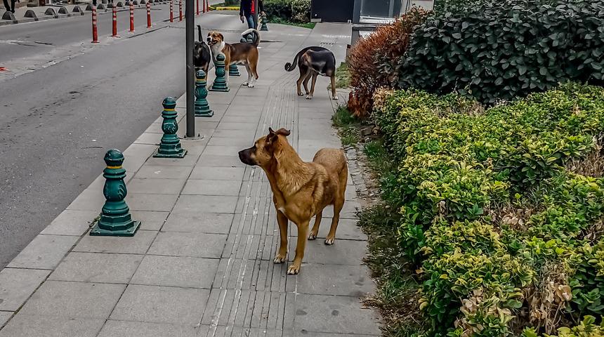 Cezası 10 kat artıyor! Sokak hayvanlarıyla ilgili düzenlemede yeni detaylar
