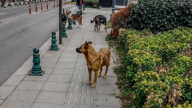 Cezası 10 kat artıyor! Sokak hayvanlarıyla ilgili düzenlemede yeni detaylar