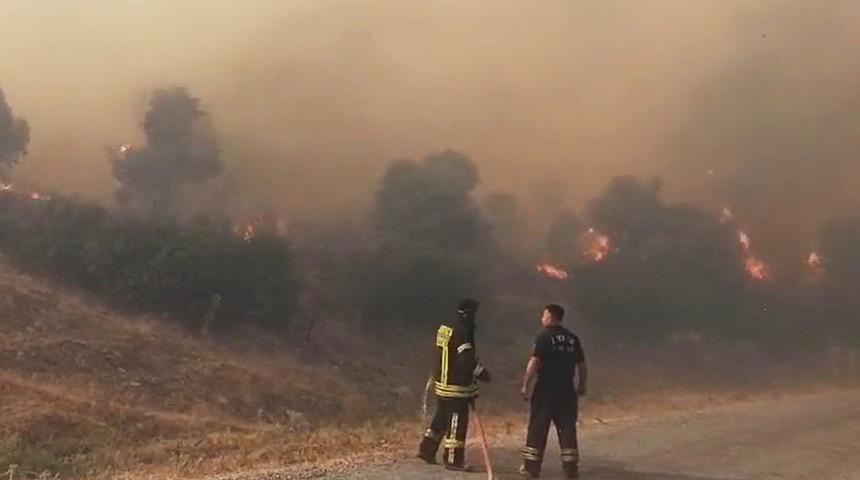 Aydın'da orman yangını! Ekiplerin yardımıyla kontrol altına alındı