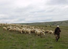 'Bakanlığın devreye girmesi' lazım diyerek isyan ettiler! '60 bin liraya anlaşıyoruz, 61 bin lira teklif gelince gidiyorlar'