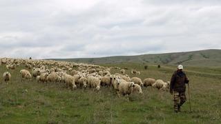 'Bakanlığın devreye girmesi' lazım diyerek isyan ettiler! '60 bin liraya anlaşıyoruz, 61 bin lira teklif gelince gidiyorlar'