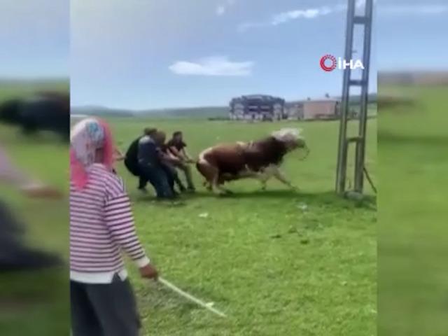İpini koparan boğa ortalığı birbirine kattı