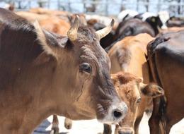 Satılamayan kurbanlıkların akıbeti belli oldu! Et ve Süt Kurumu satın alacak: 28 Haziran son