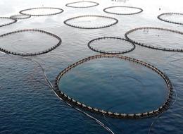 Kültür balıkçılığında üretim rekoru