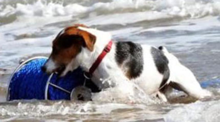 M&uuml;thiş k&ouml;peğin inanılmaz g&ouml;r&uuml;nt&uuml;leri