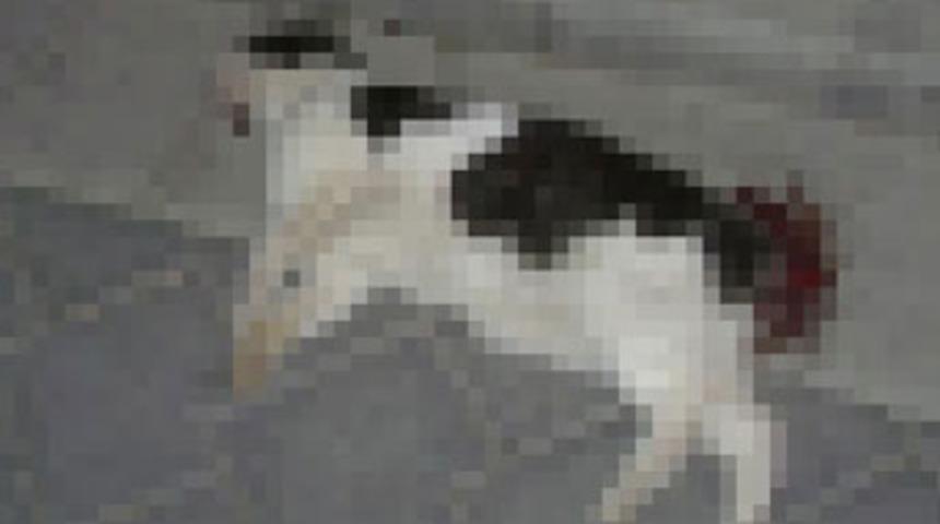 Denizli'de insan vahşeti!