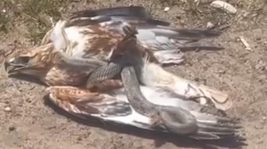 Yer: Eskişehir! Kartal, yılana av oldu
