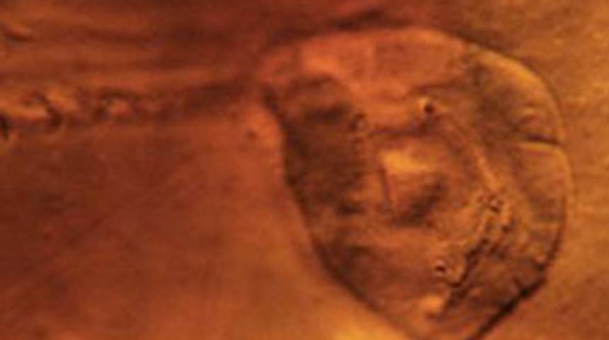 200 milyon yıllık kulu&ccedil;ka