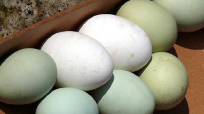 Bu yumurtalar g&ouml;renleri şaşırtıyor!