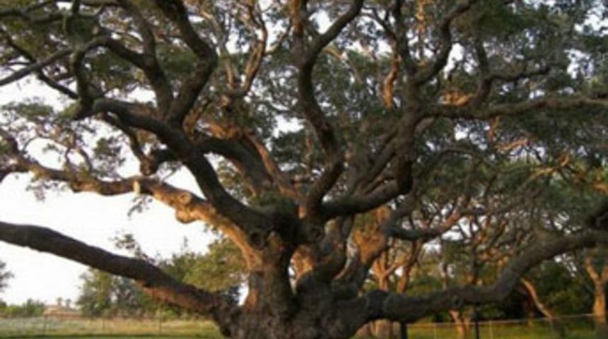 100 bin $ ve 28 bin TL'yi ağa&ccedil; altına bıraktı