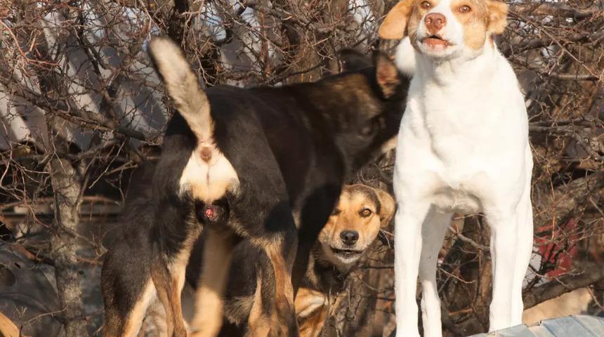 Saldırgan sokak köpekleri için 'ötanazi' geliyor! AK Partili isim merak edilenleri tek tek açıkladı: "Kararı onlar verecek"