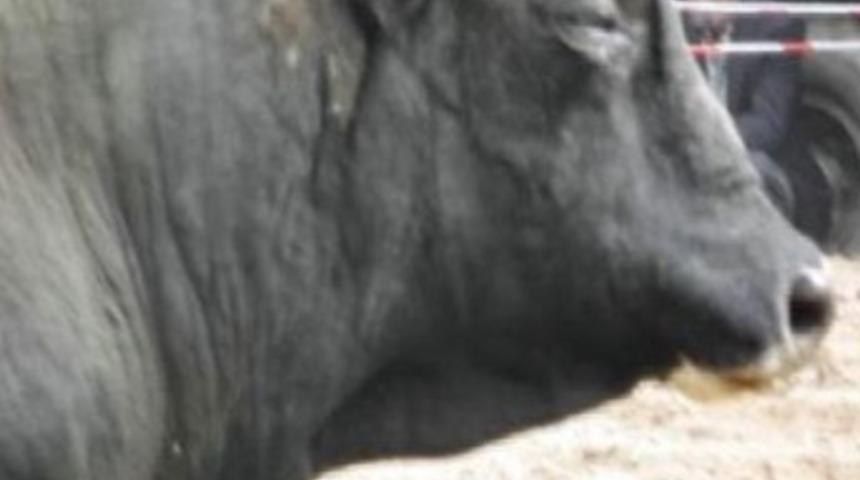 Ağlayan boğa görenleri şaşırttı