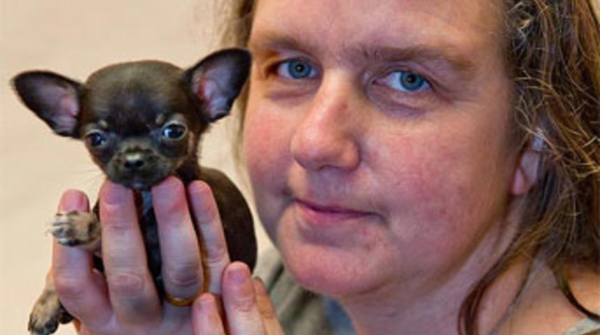 İngiltere'nin en k&uuml;&ccedil;&uuml;k k&ouml;peği!