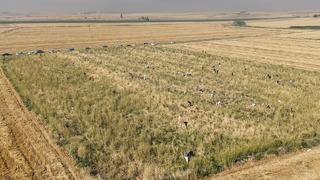 Satamayınca bedavaya dağıttı! Yüzlerce kişi duyunca tarlaya akın etti