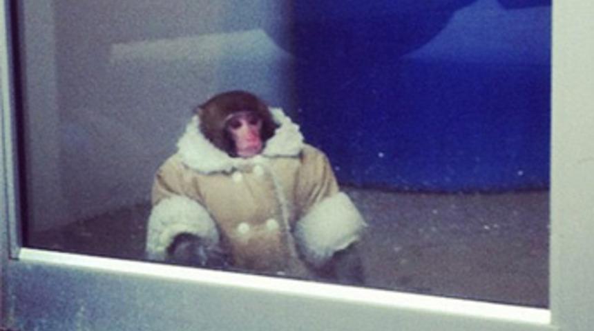 Sosyal medyanın yeni maskotu!