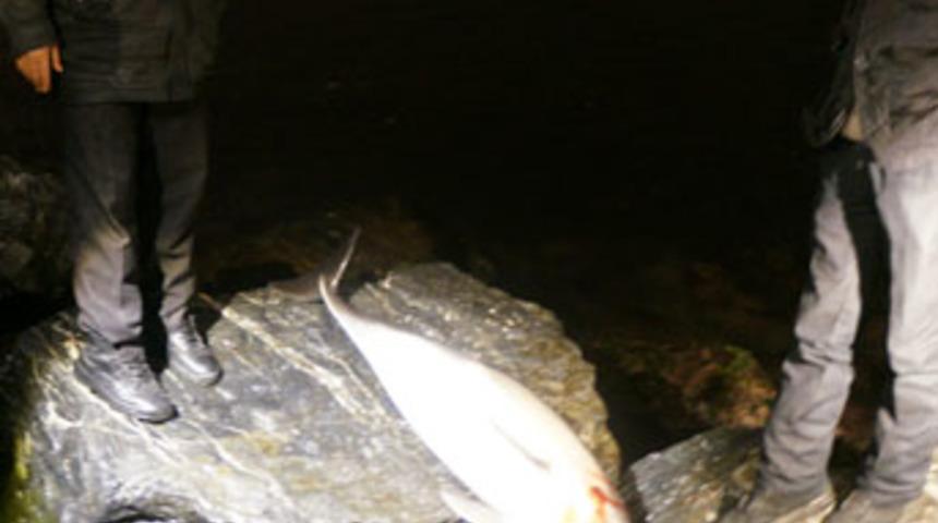 Sahilde bir &ouml;l&uuml; yunus daha bulundu