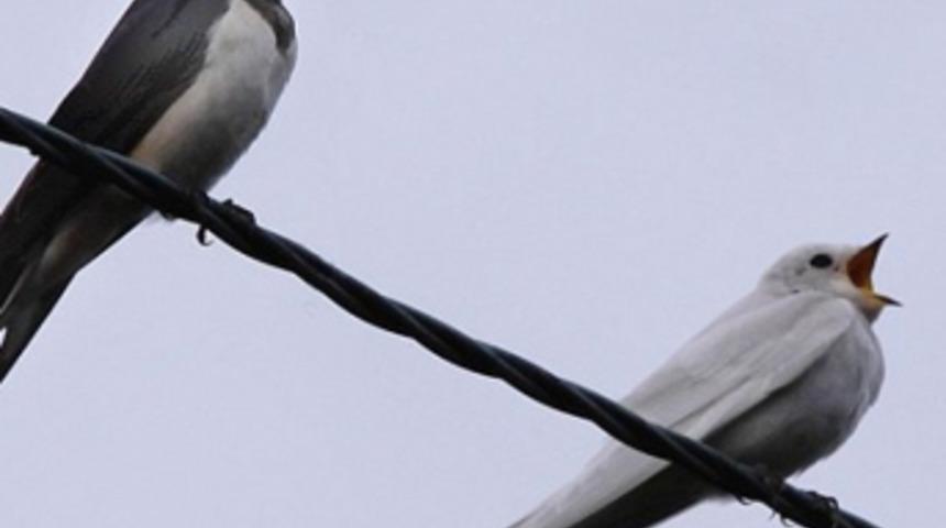 'Kuş beyinli' derken bir daha d&uuml;ş&uuml;n&uuml;n