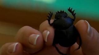 Görürseniz zarar vermeyin! Bu böcekler Türkiye'de korumaya alındı: Birçok faydası var