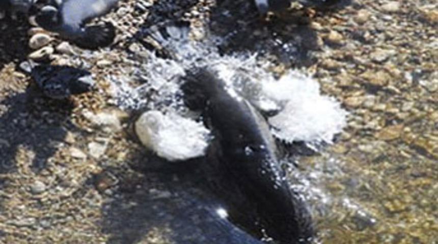 B&ouml;ylesi ilk kez g&ouml;r&uuml;ld&uuml;