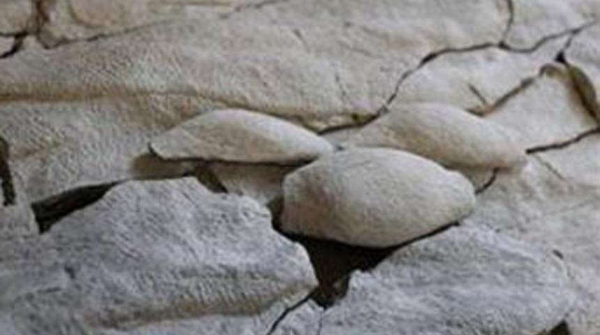 450 milyon yaşındaki esrarengiz canlı