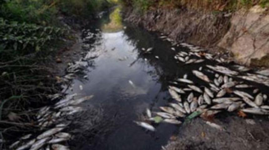 Y&uuml;zlerce balık su y&uuml;z&uuml;ne vurdu