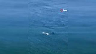 Yalova açıklarında yunusların görsel şöleni böyle görüntülendi! 