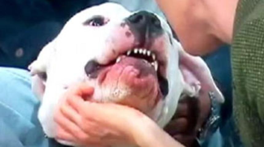 Köpek yayında sunucunun yüzünü ısırdı