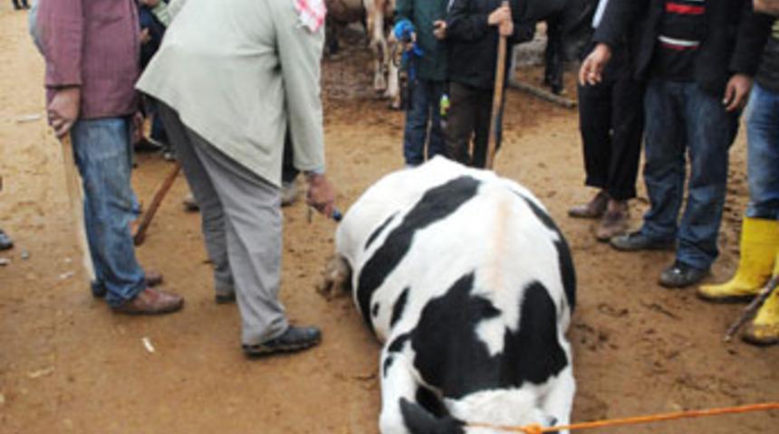 Hayvan pazarında işkence!