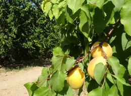  'Sarı altın' hasadı başladı: 107 bin tonun üzerinde bekleniyor