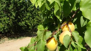  'Sarı altın' hasadı başladı: 107 bin tonun üzerinde bekleniyor